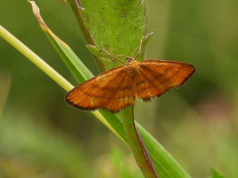 Imagem de Idaea flaveolaria