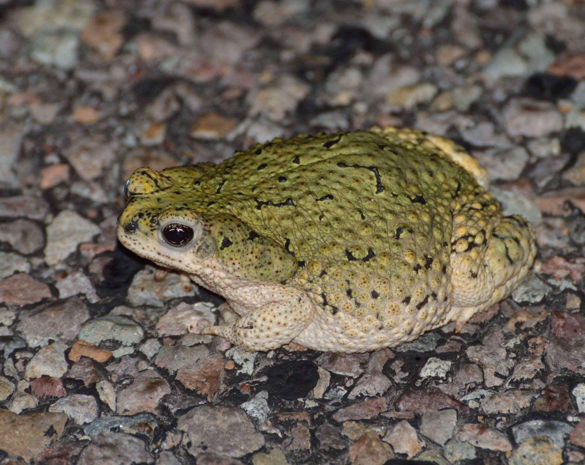 Image of Green toad
