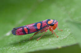 Erythrogonia jucunda (Walker & F. 1851) resmi