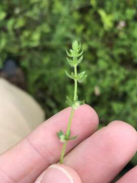 Image of southwestern bedstraw