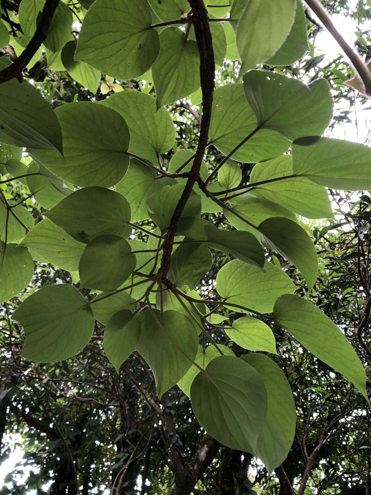 Image of Hydrangea fauriei (Hayata) Y. De Smet & Granados