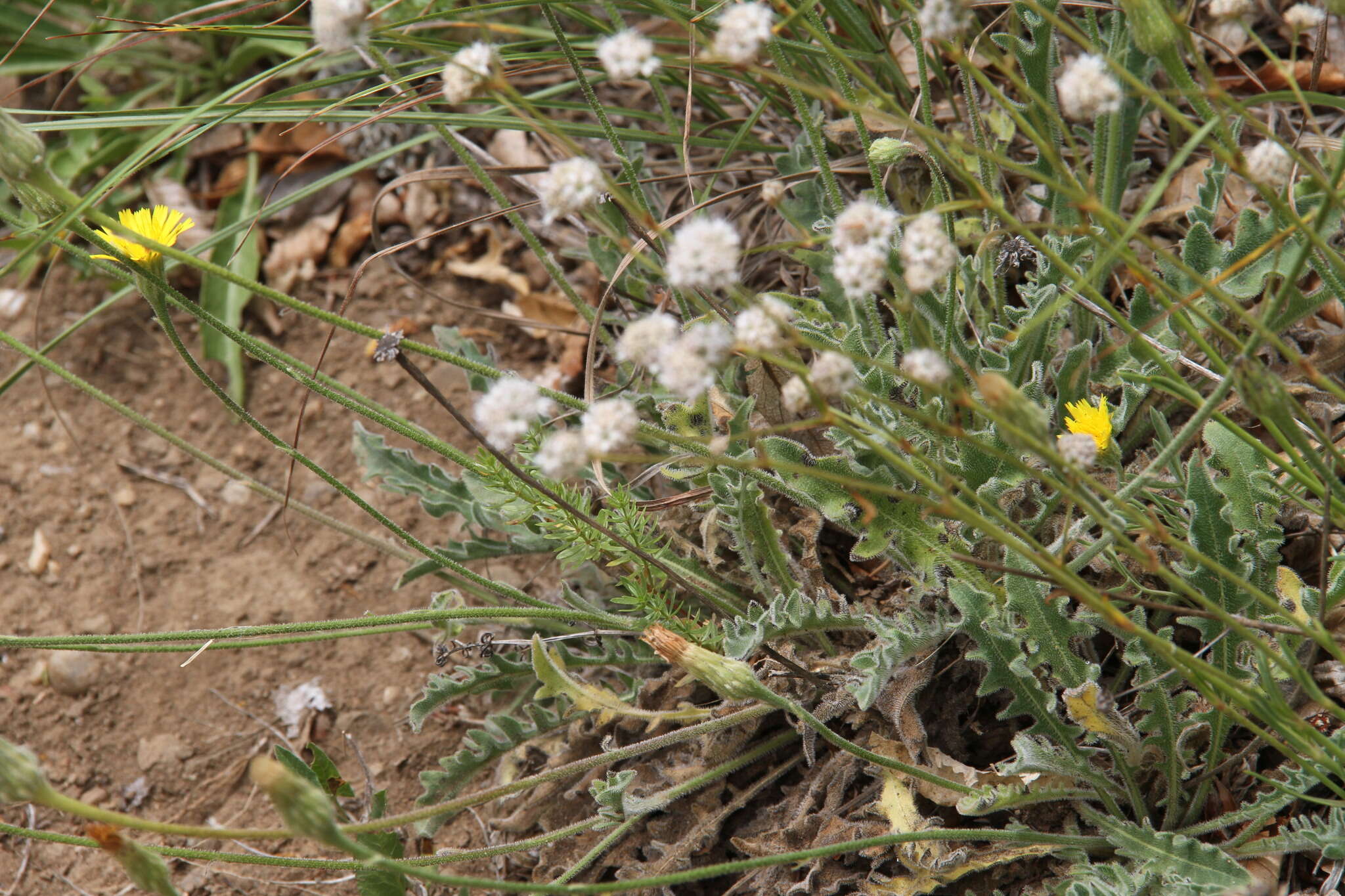 Image of Leontodon biscutellifolius DC.