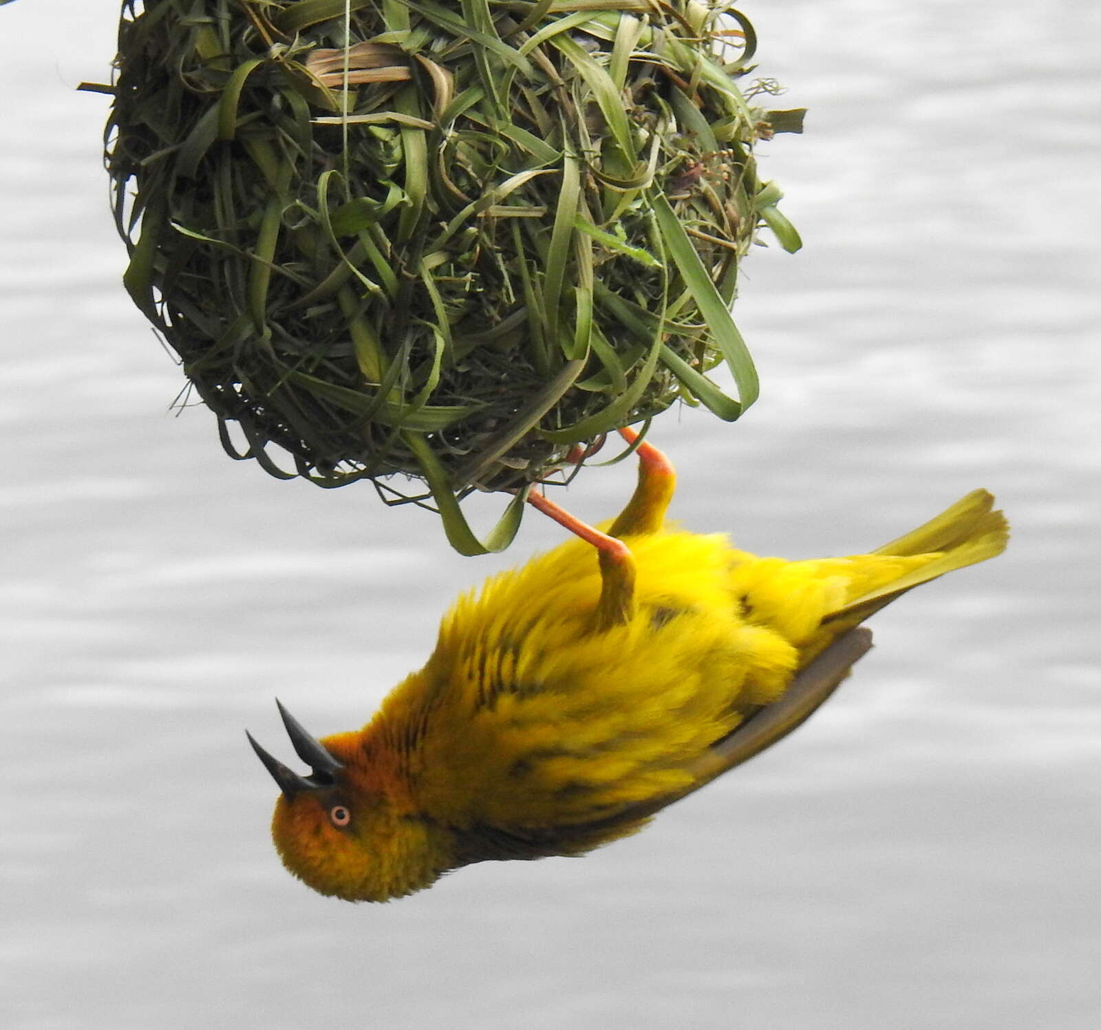 Image of Cape Weaver