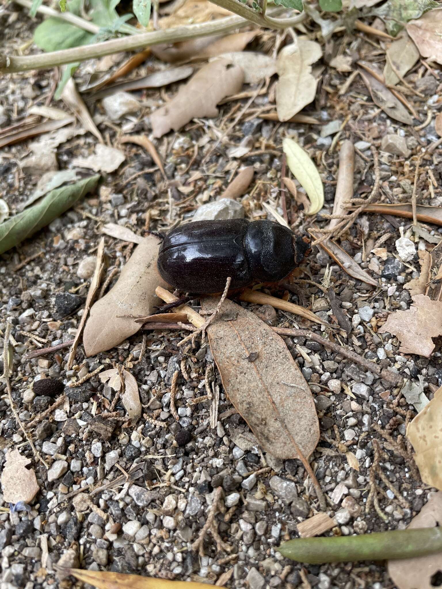 Oryctes (Oryctes) nasicornis ameliae López-Colón & Bahillo De la Puebla 2020的圖片