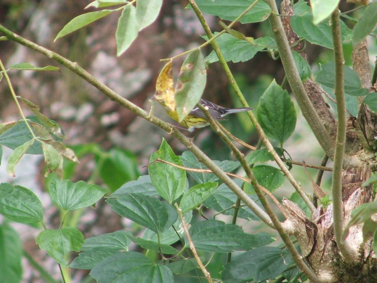 Image of Black-throated Green Warbler