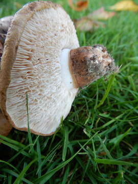 Image of Tricholoma batschii Gulden 1969