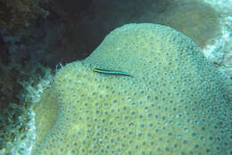Image of Shark nose goby