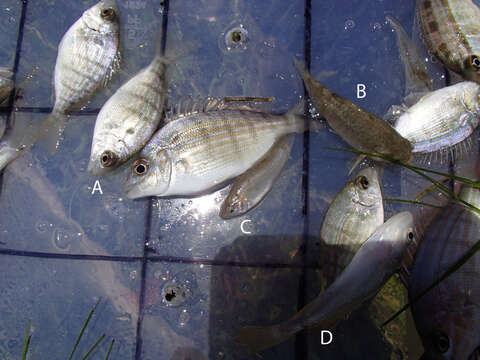 Image of Bahama sheepshead minnow