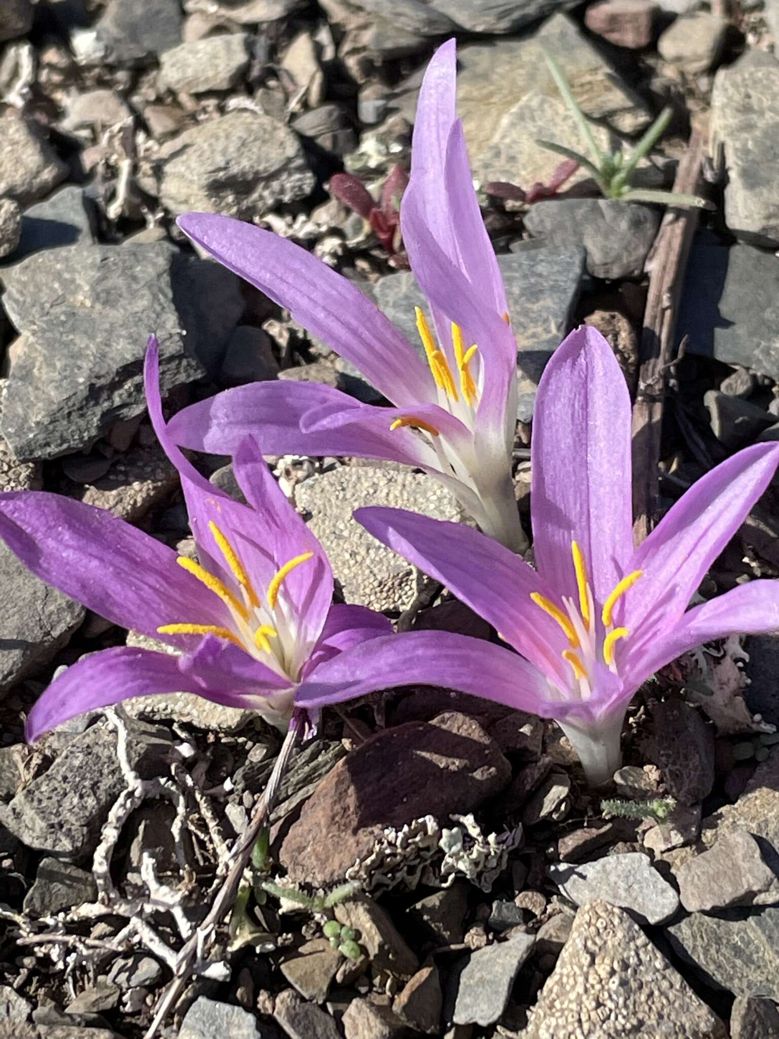 Image of Colchicum filifolium (Cambess.) Stef.