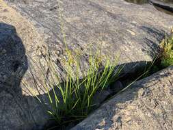 Image of Dentate umbrella sedge