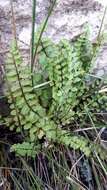 Imagem de Cheilanthes hastata (L. fil.) Kunze