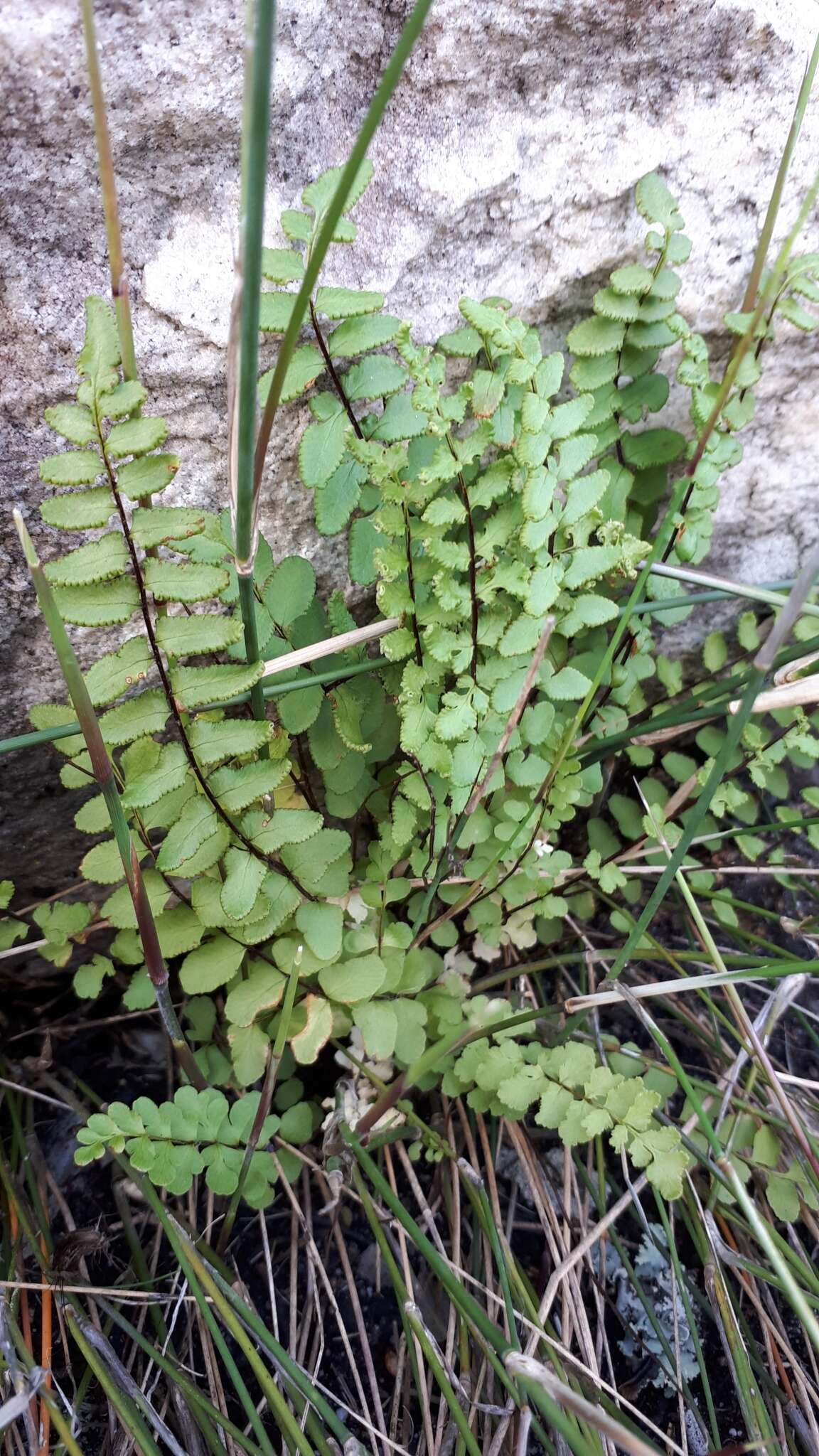 Imagem de Cheilanthes hastata (L. fil.) Kunze