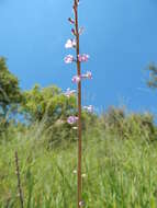 Image of Priva mexicana (L.) Pers.