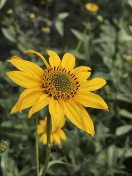 Image of slender sunflower