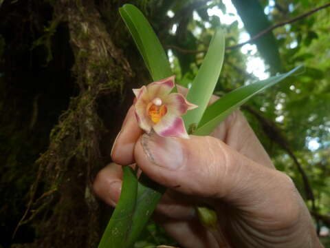 Image of Maxillaria carinulata Rchb. fil.