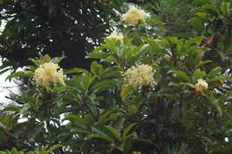 Image of Hydrangea integrifolia Hayata