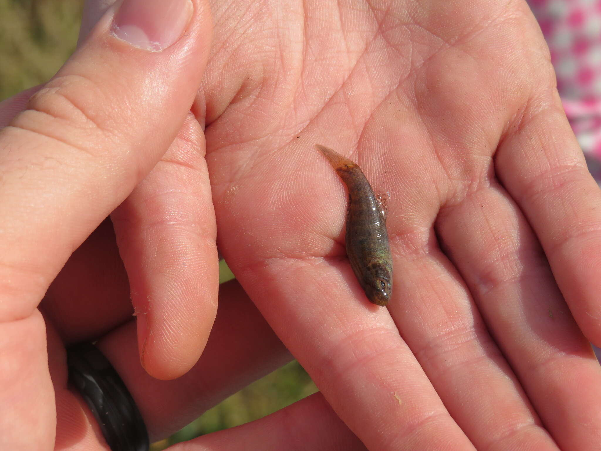 Image of Banded Pygmy Sunfish