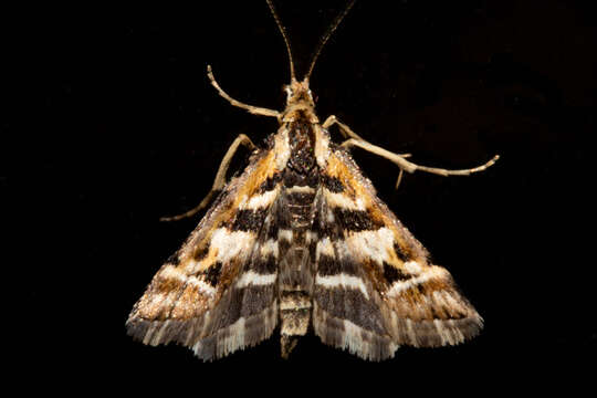 Слика од Diasemia grammalis Doubleday 1843