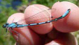 Image of Marsh Bluet