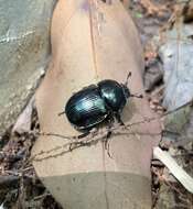 Слика од Phelotrupes (Eogeotrupes) laevistriatus (Motschulsky 1857)