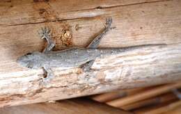 Image of Baobab Gecko