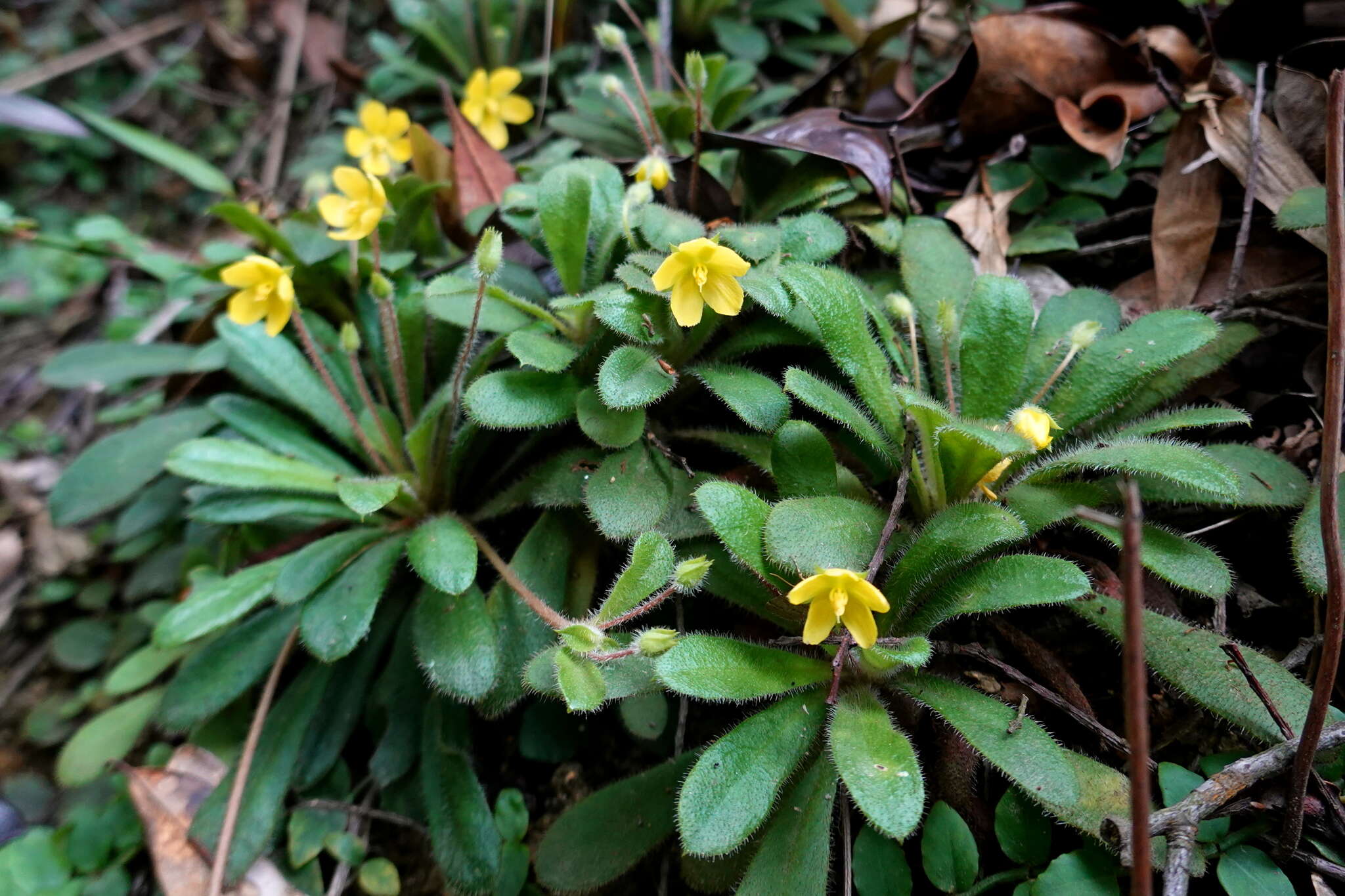 Lysimachia alpestris Champ. ex Benth. resmi