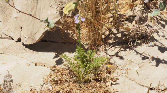 Image of Saltugilia caruifolia