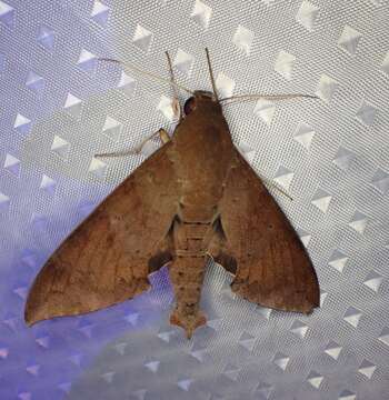 Image of False Fig Sphinx Moth