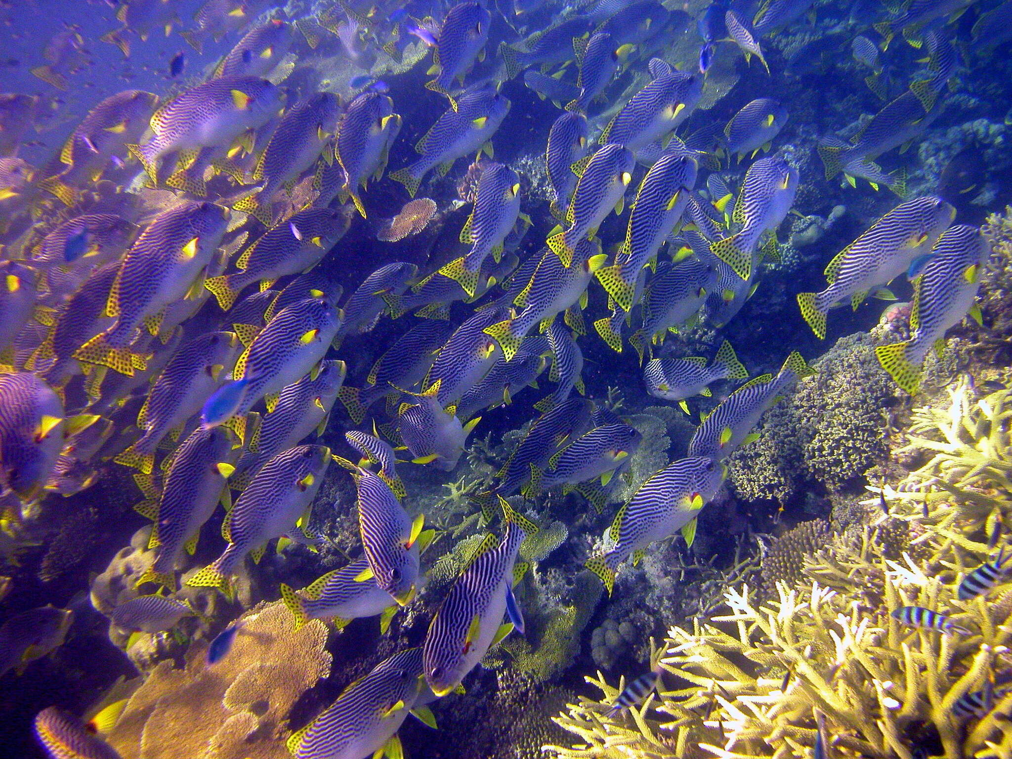 Image of Diagonal banded sweetlips