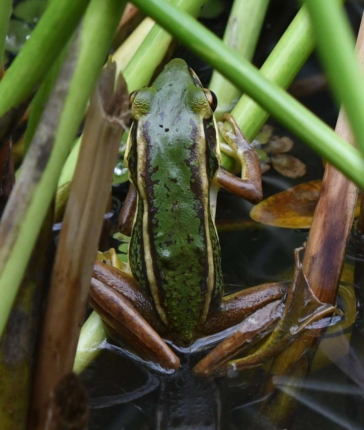 صورة Hylarana erythraea (Schlegel 1837)