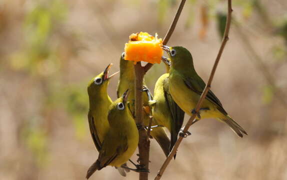 Image of Lemon-bellied White-eye