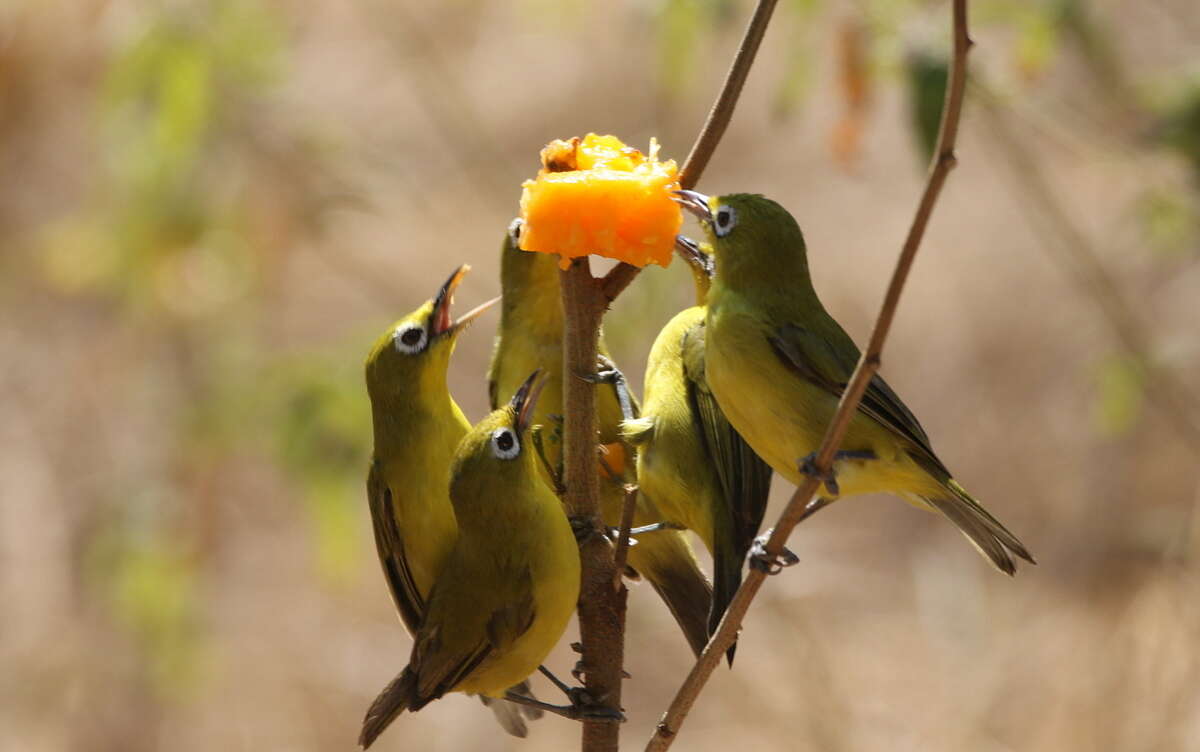 Image of Lemon-bellied White-eye