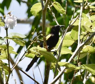 Image of Cuban Oriole