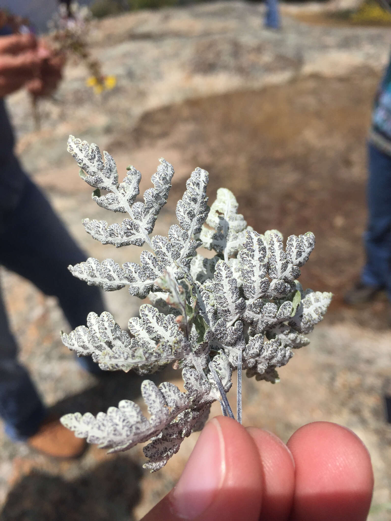 Sivun Pentagramma pallida (Weath.) Yatskievych, Windham & Wollenweber kuva