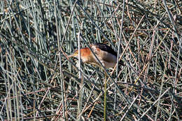 Image of Australian Little Bittern