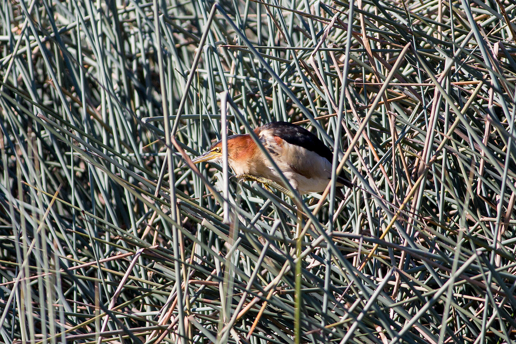 Image of Australian Little Bittern