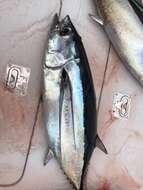 Image of Albacore Fish