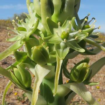 Image of Ornithogalum xanthochlorum Baker