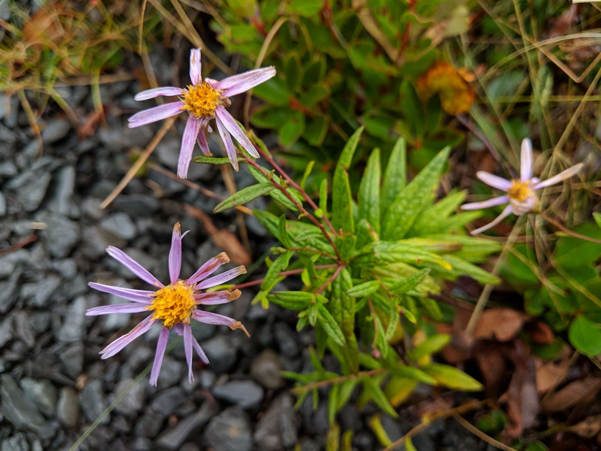 Image of bog aster