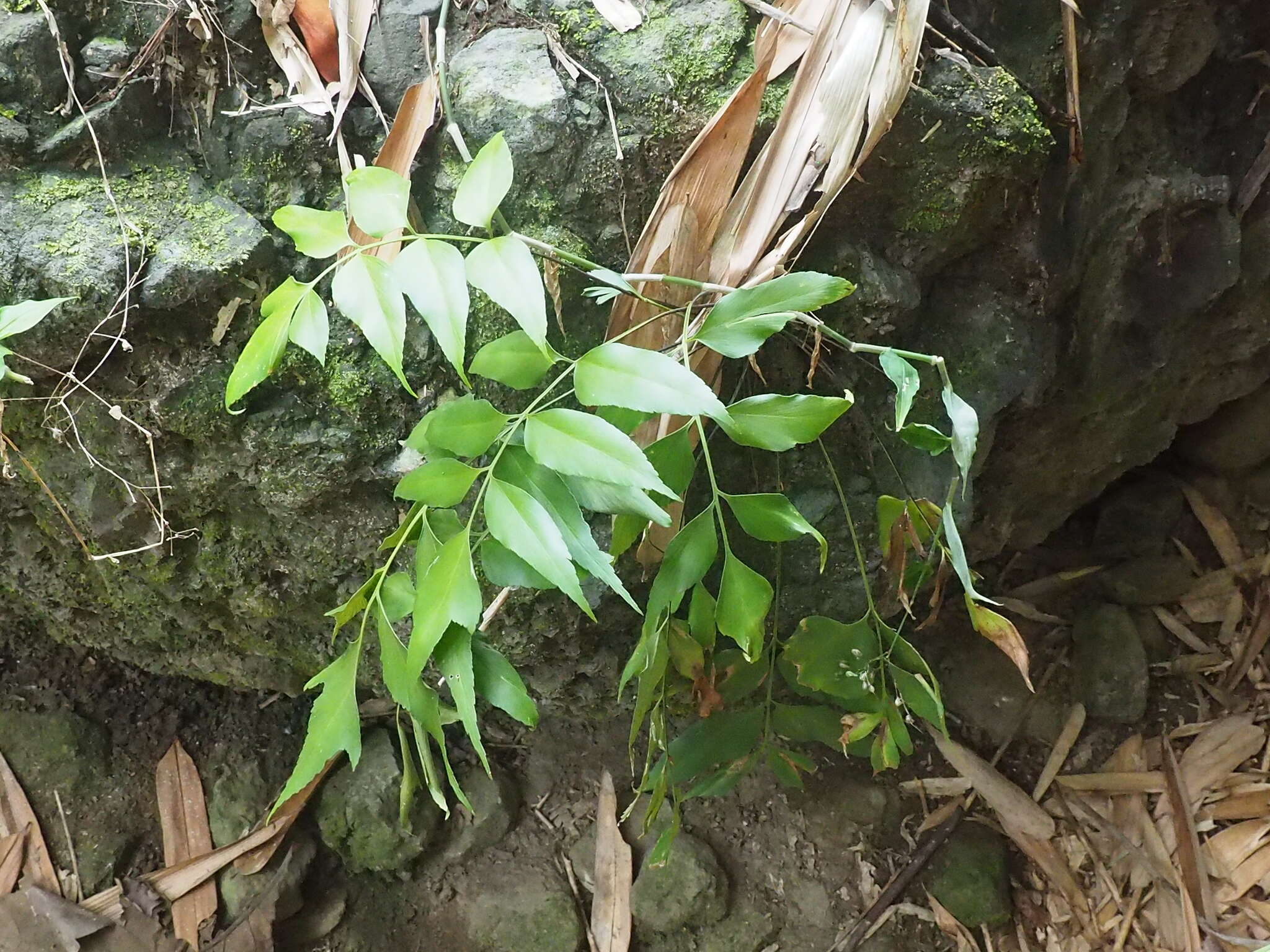 Image of Asplenium macrophyllum Sw.