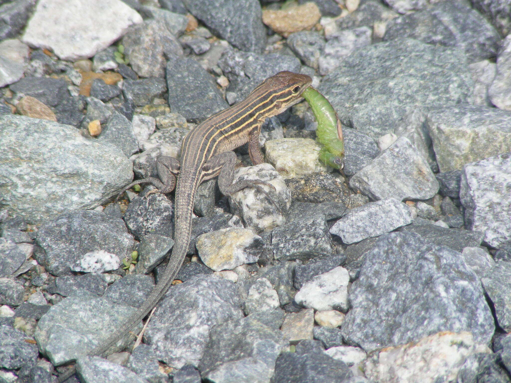 صورة Aspidoscelis sexlineatus sexlineatus (Linnaeus 1766)