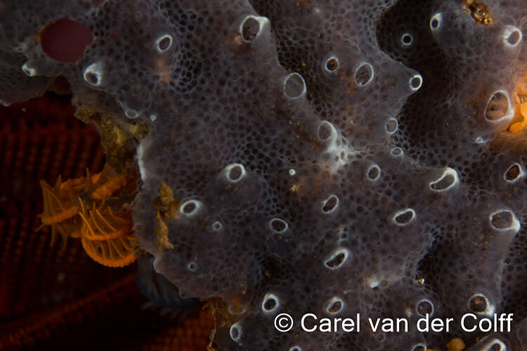 Image of Encrusting turret sponge