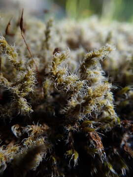 Image of racomitrium moss