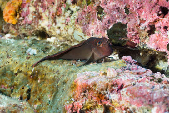 Image of Large-banded Blenny