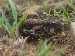 Image de Bitis atropos (Linnaeus 1758)