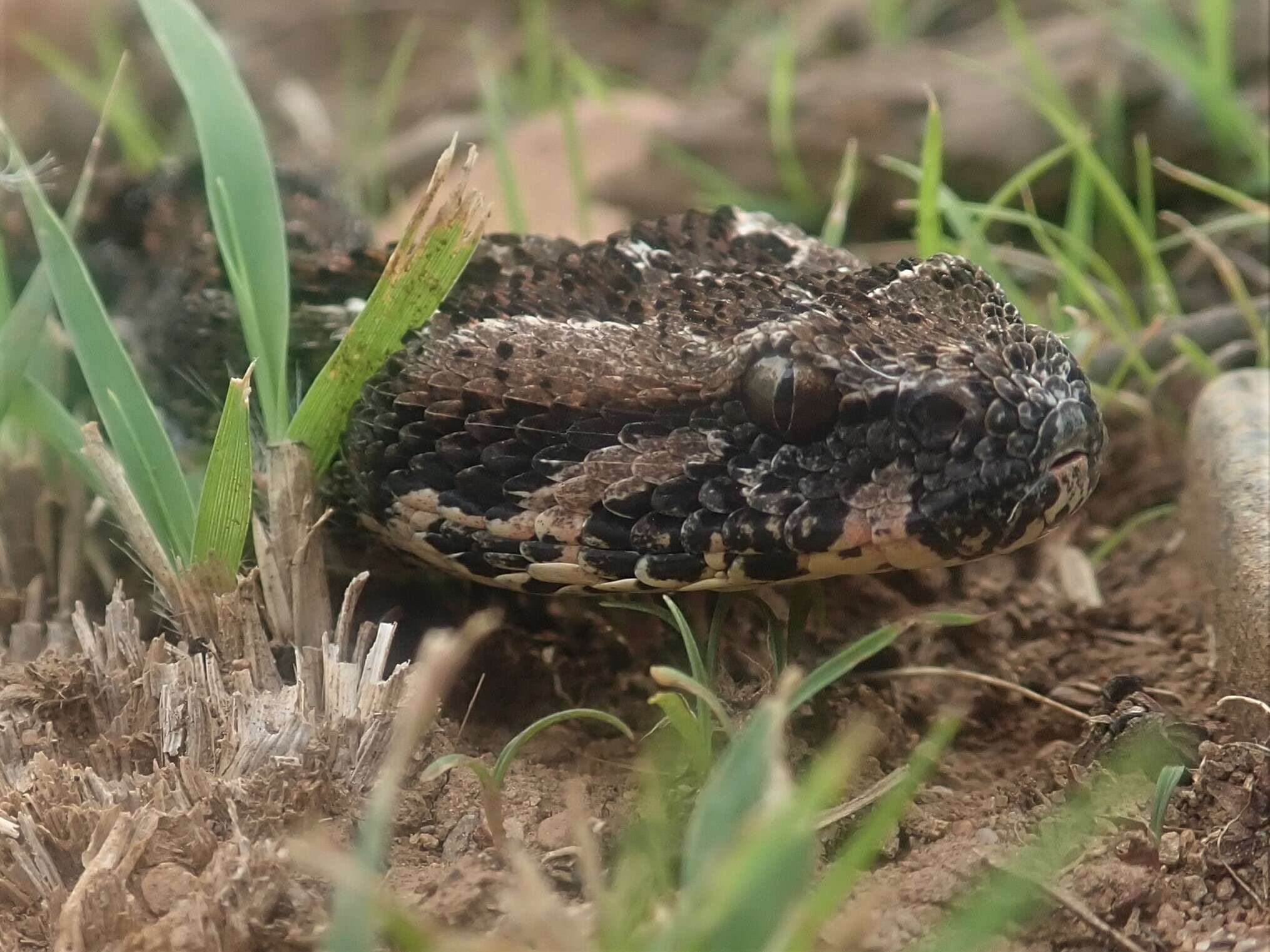 Imagem de Bitis atropos (Linnaeus 1758)