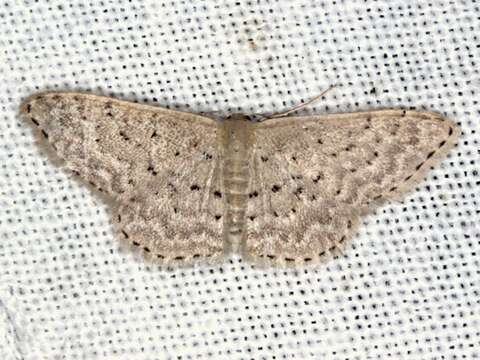 Image of Idaea philocosma Meyrick 1888