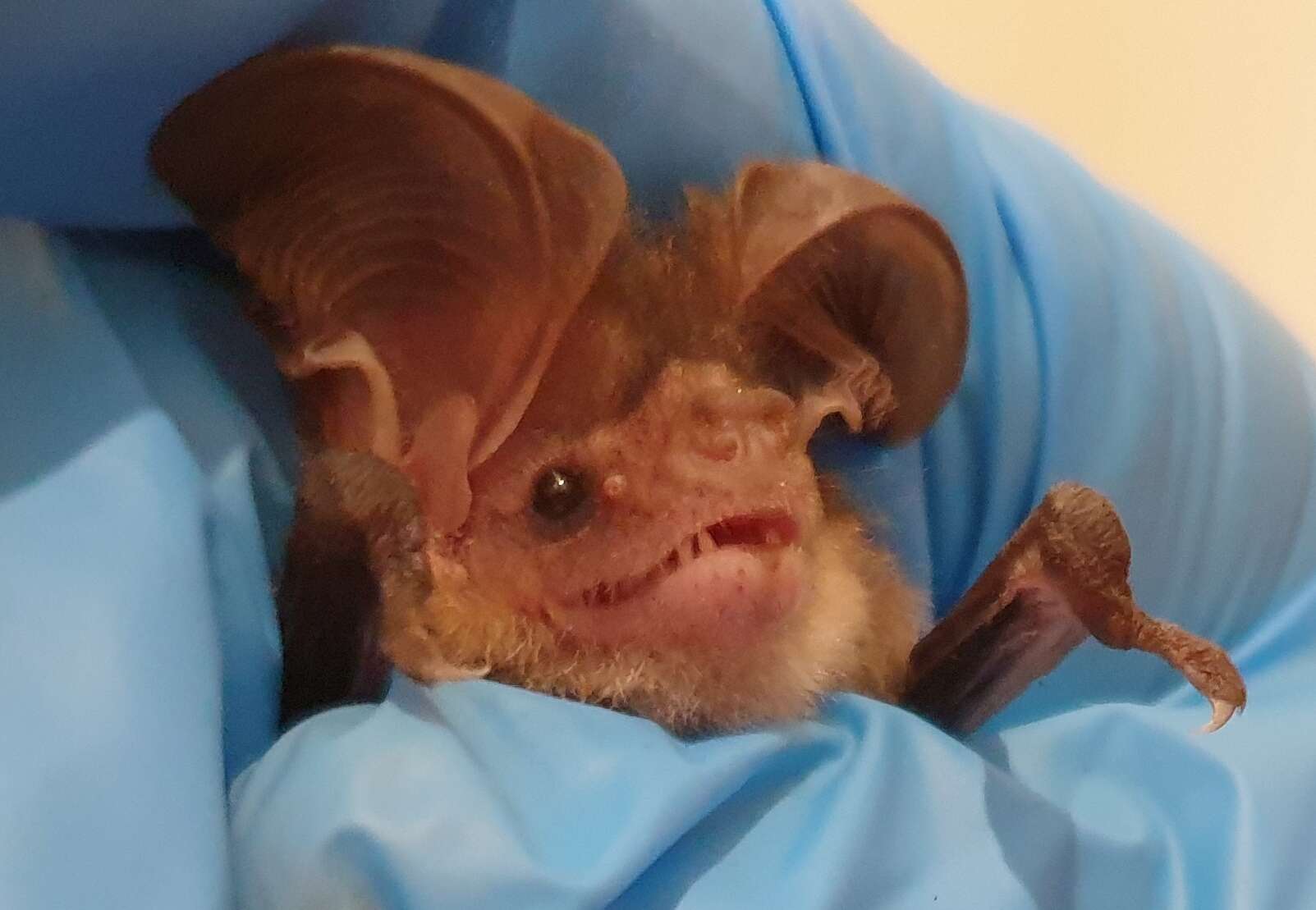 Image of Gould's Long-eared Bat