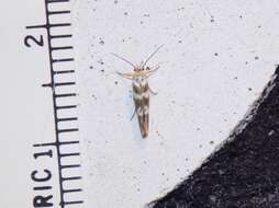 Image of Banded Scythris