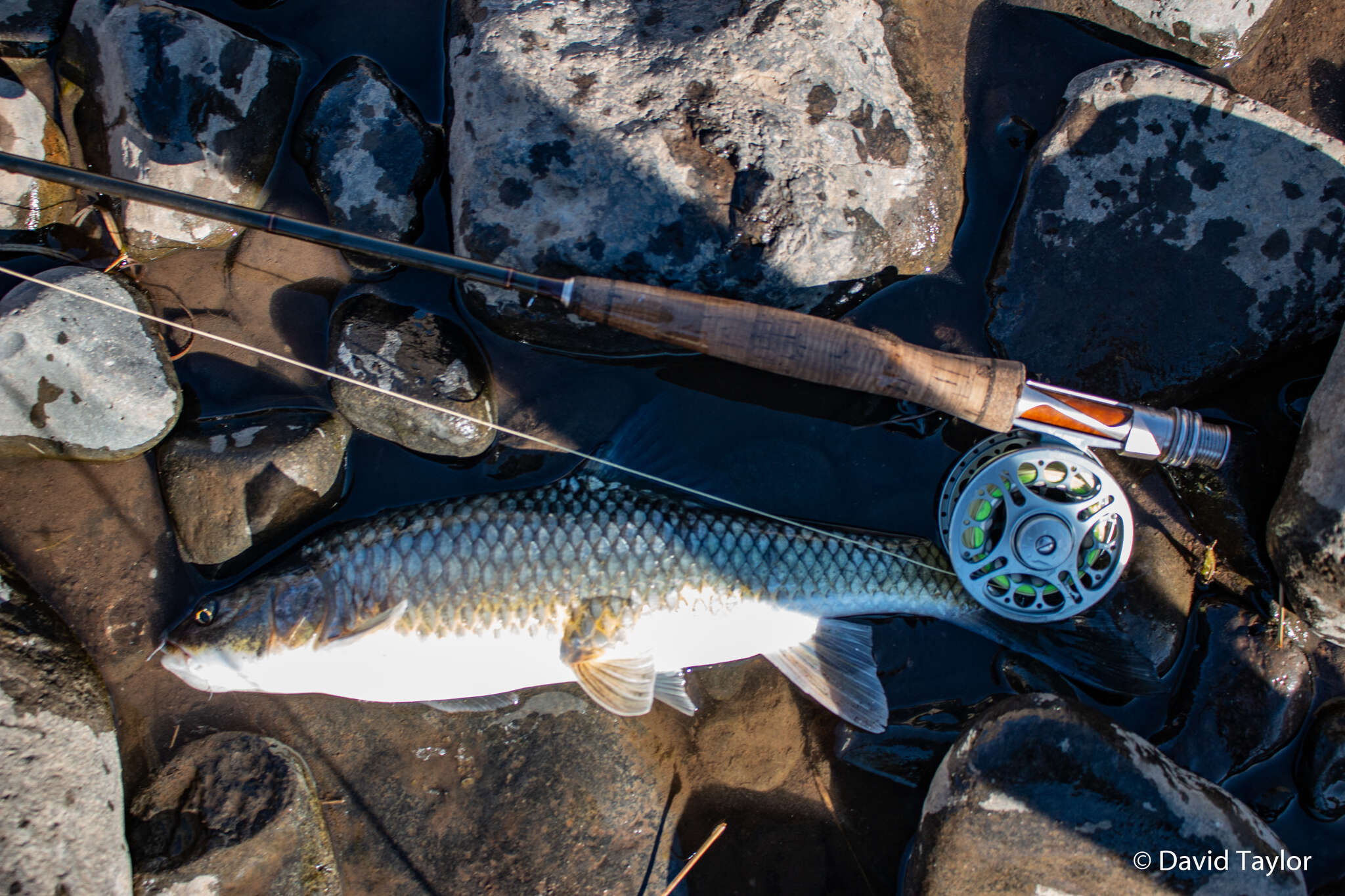 Image of Largemouth yellowfish